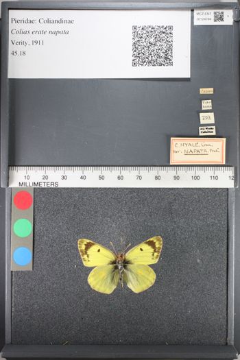 Media type: image;   Entomology 124784